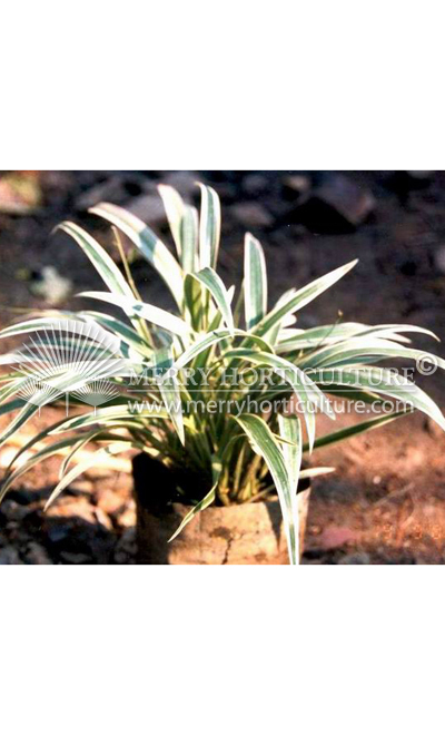 Chlorophytum bichetii